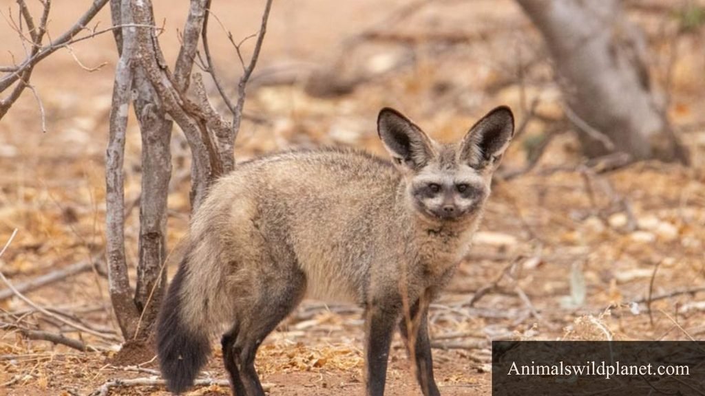 animals similar to foxes