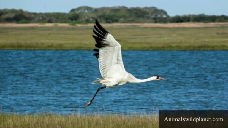 Birds With Long Necks