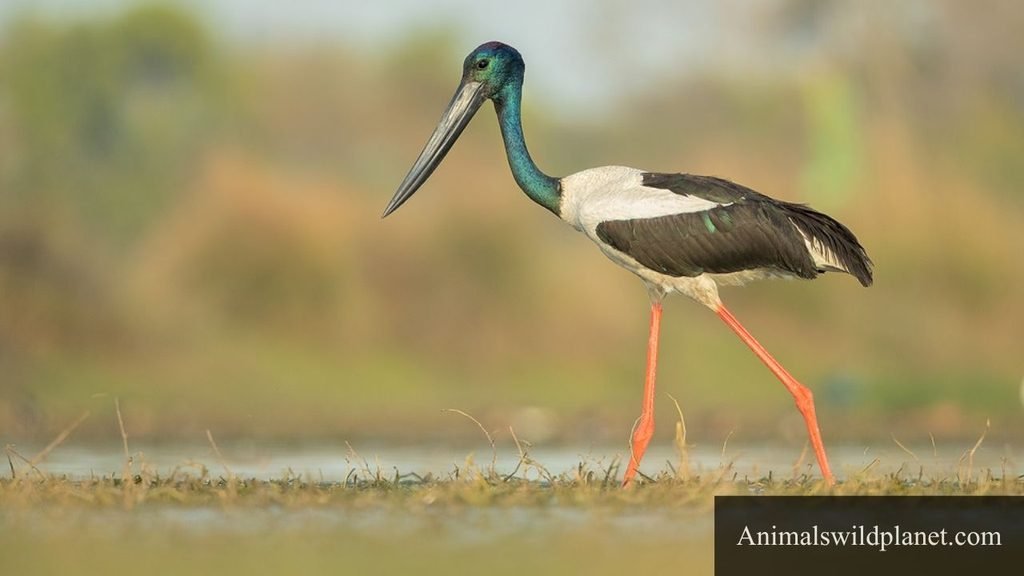bird with a long neck