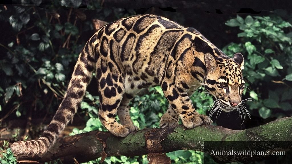 long tailed animals