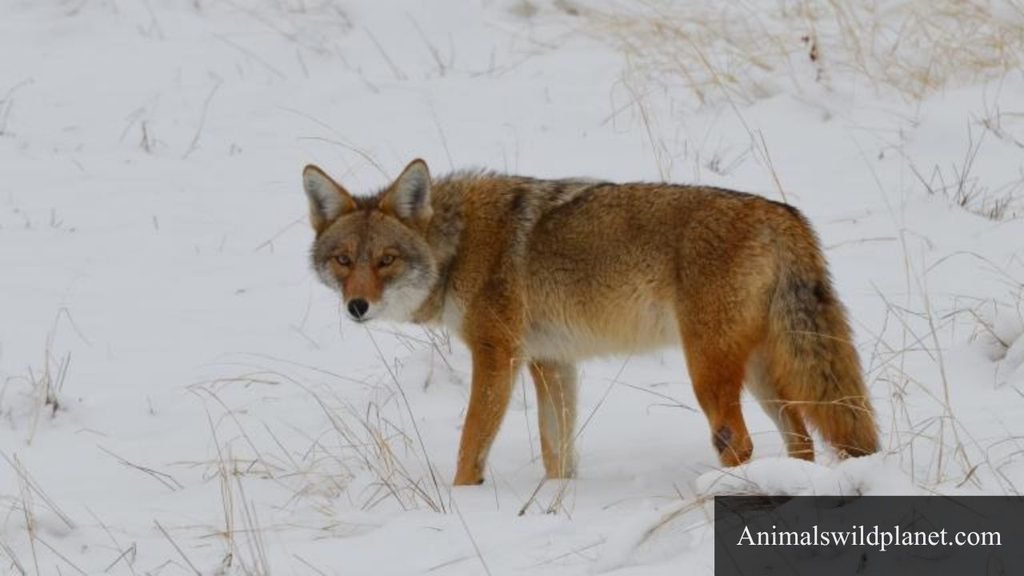 animals similar to fox