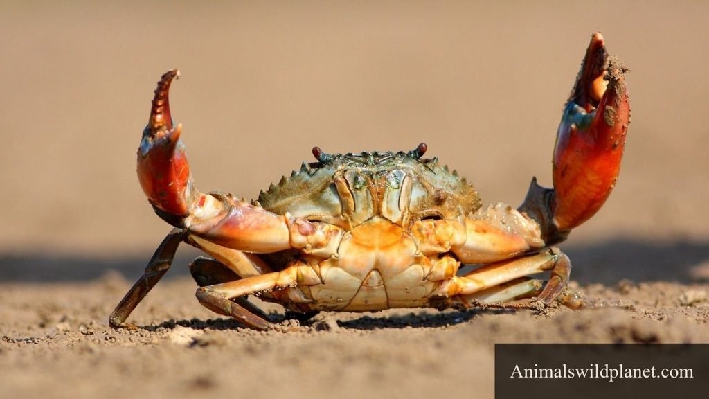 quietest animal