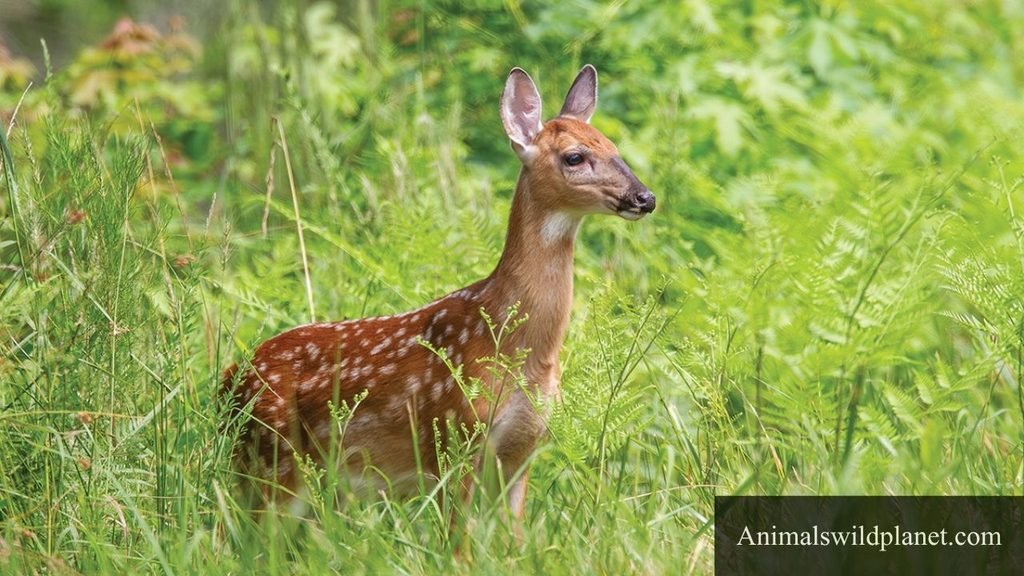 most gentle animals