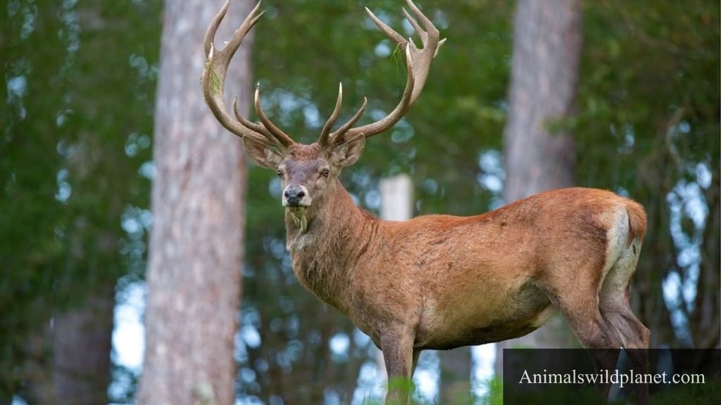 what is the most quiet animal