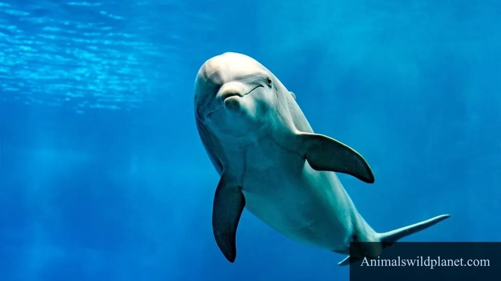 animals that are calm
