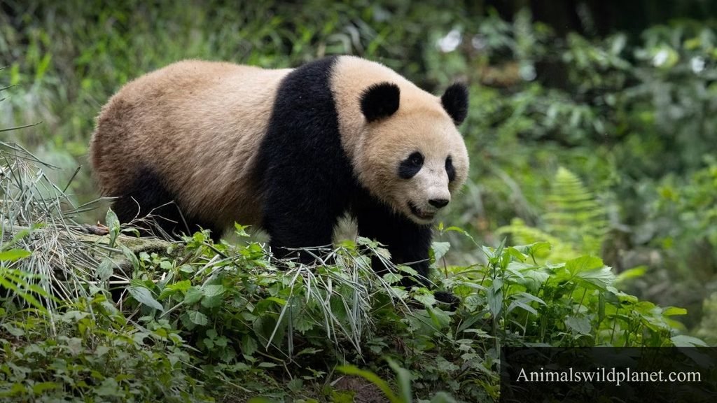 animals that are strong but gentle