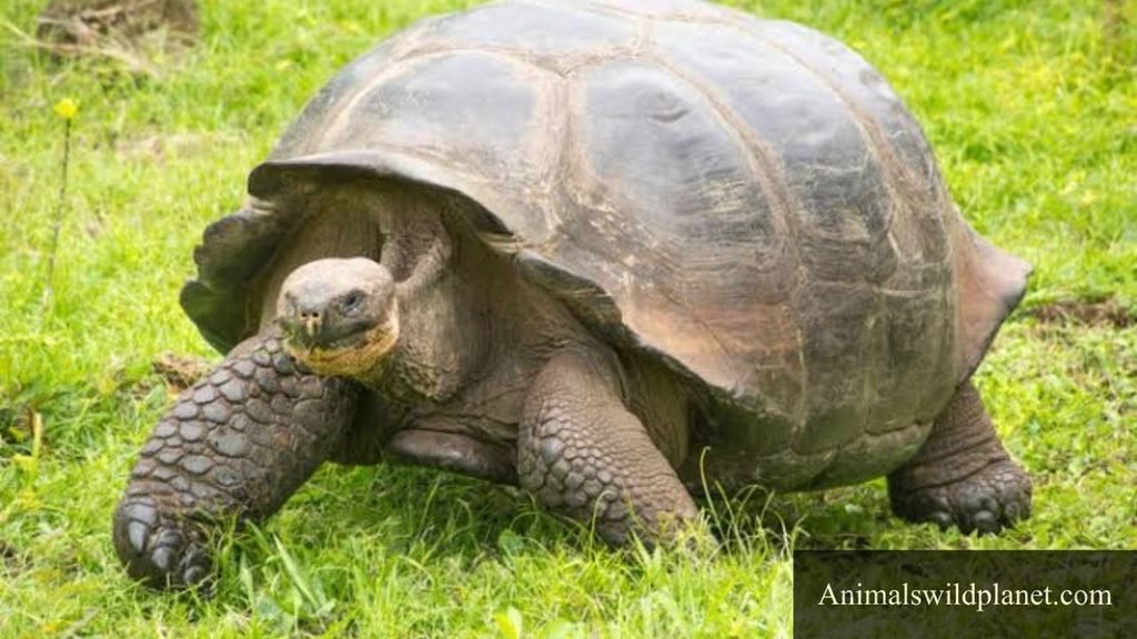 most relaxed animals