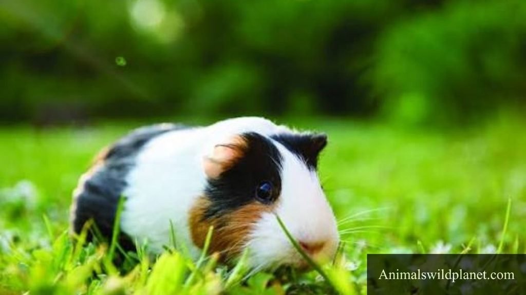 most chill animals