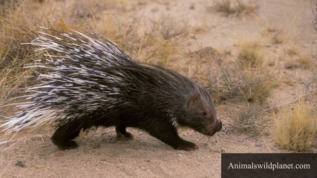 spiky animals