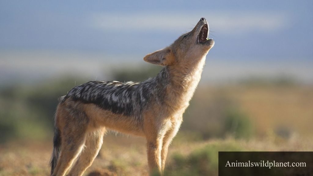 animal that looks like a fox