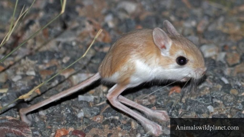 long tail animals name