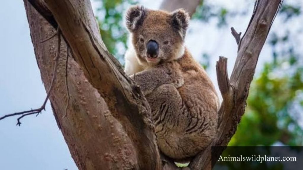 most silent animal