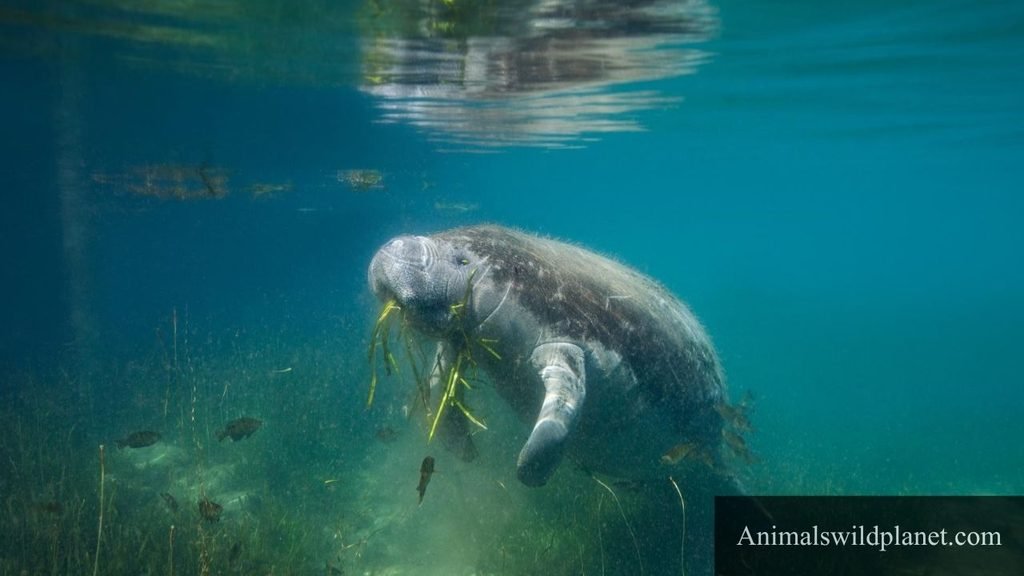 what animals are silent