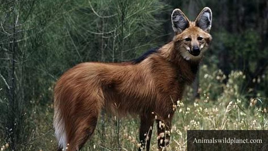 animals like a fox