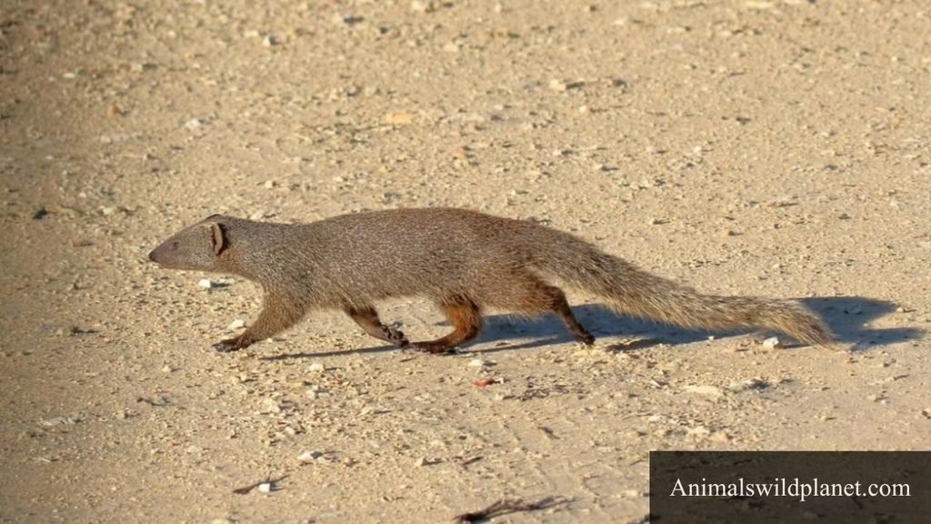 fox like animals