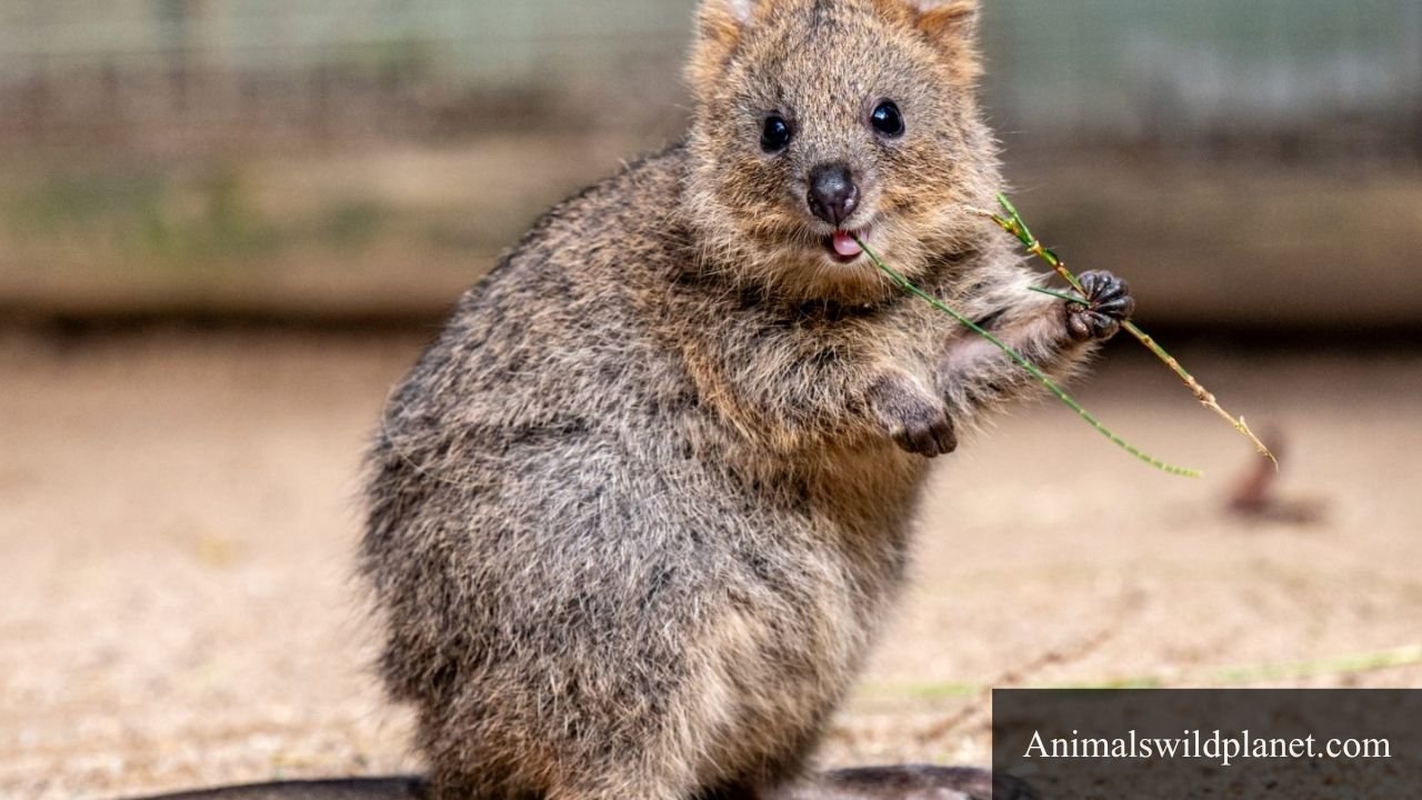 Most Docile Animals