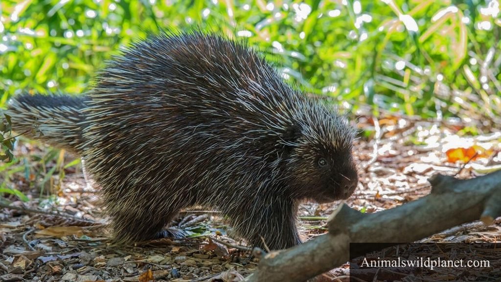 animals with quills or spines