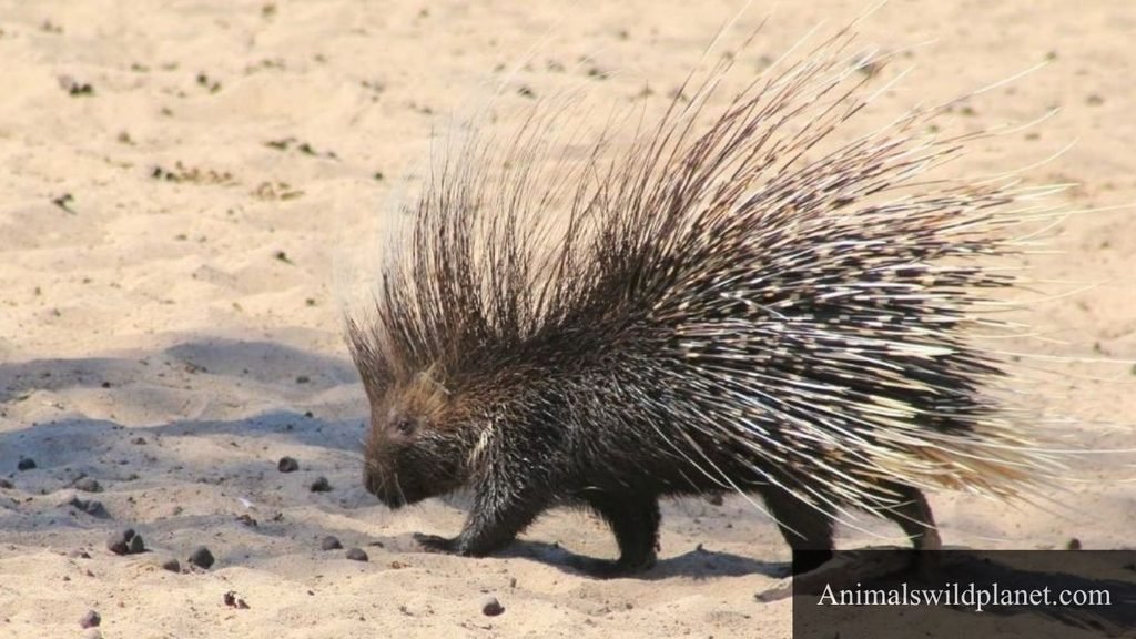 porcupine type animals