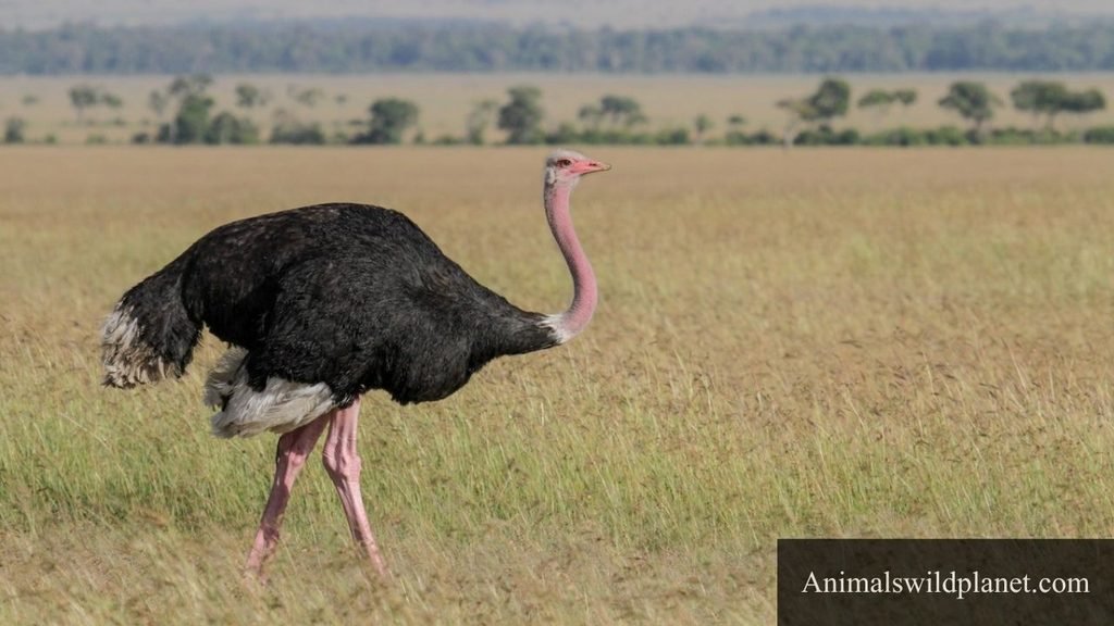long necked birds