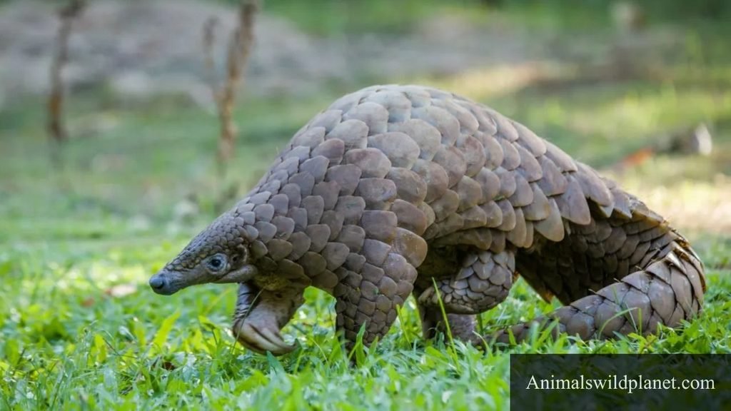 which animal has long tail