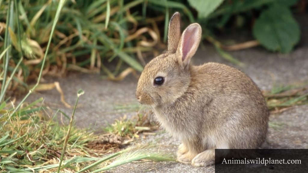 friendly animals name