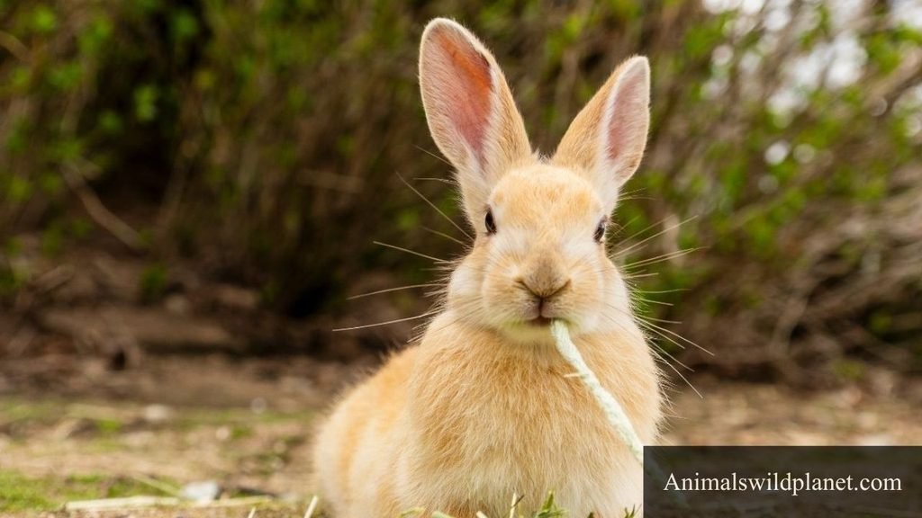 animals that don't make noise