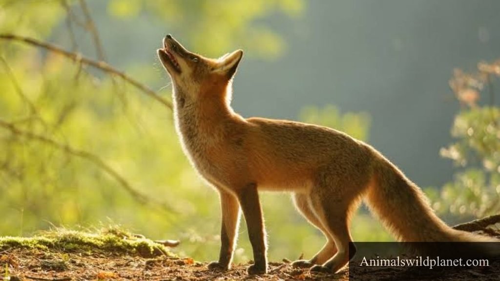 which animal has longest tail