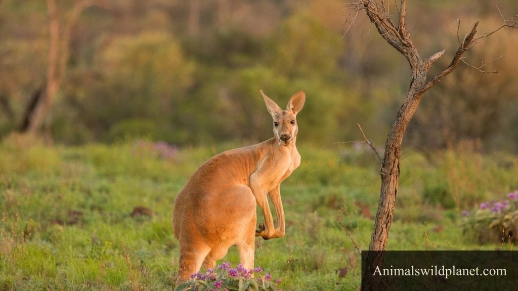animal with a long tail