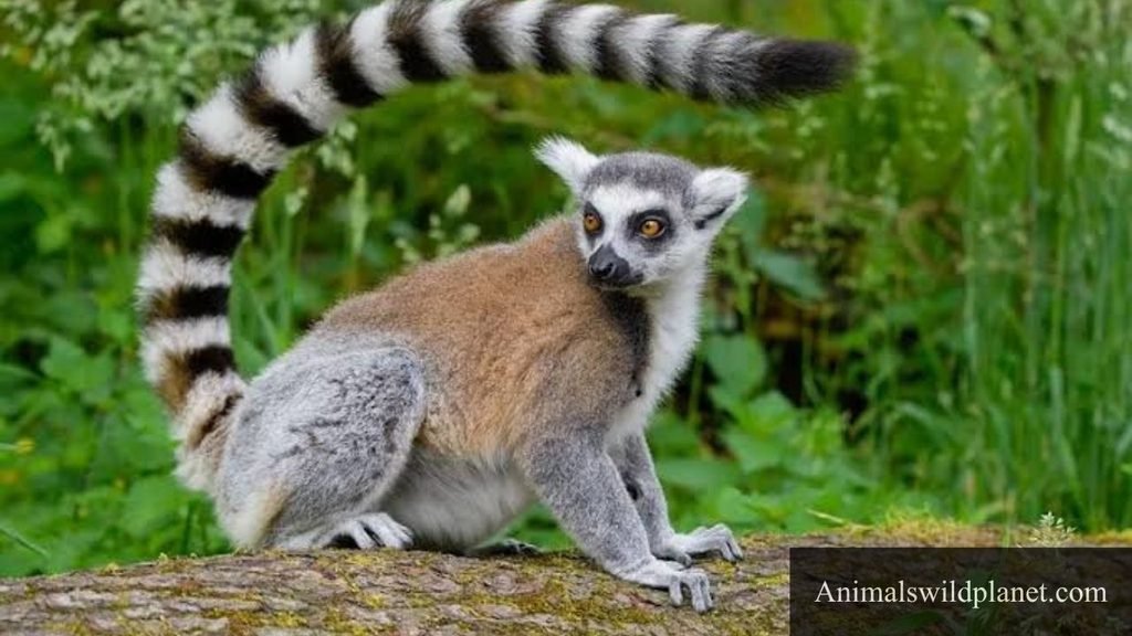 which animal has the longest tail