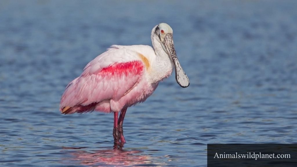 long neck bird