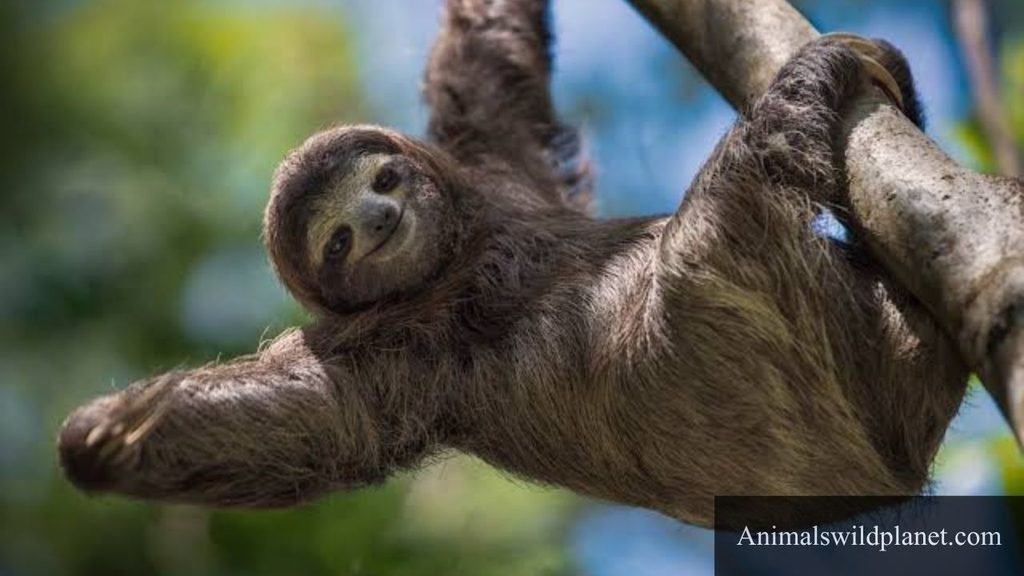 animals that are quiet and observant