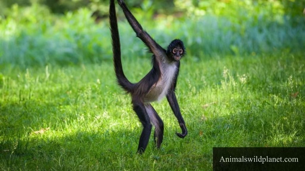 longest tail animal