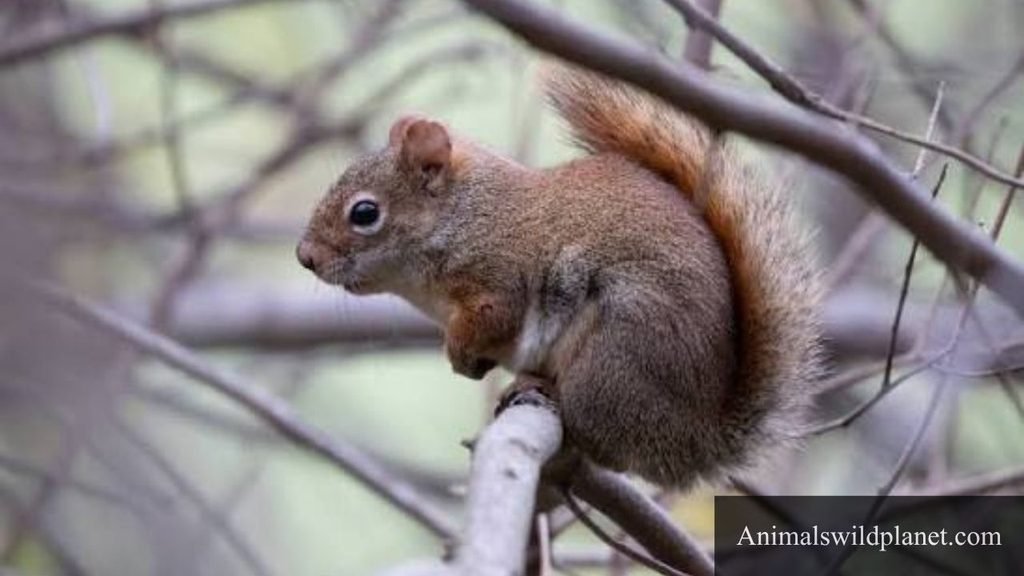 which animal has a long tail