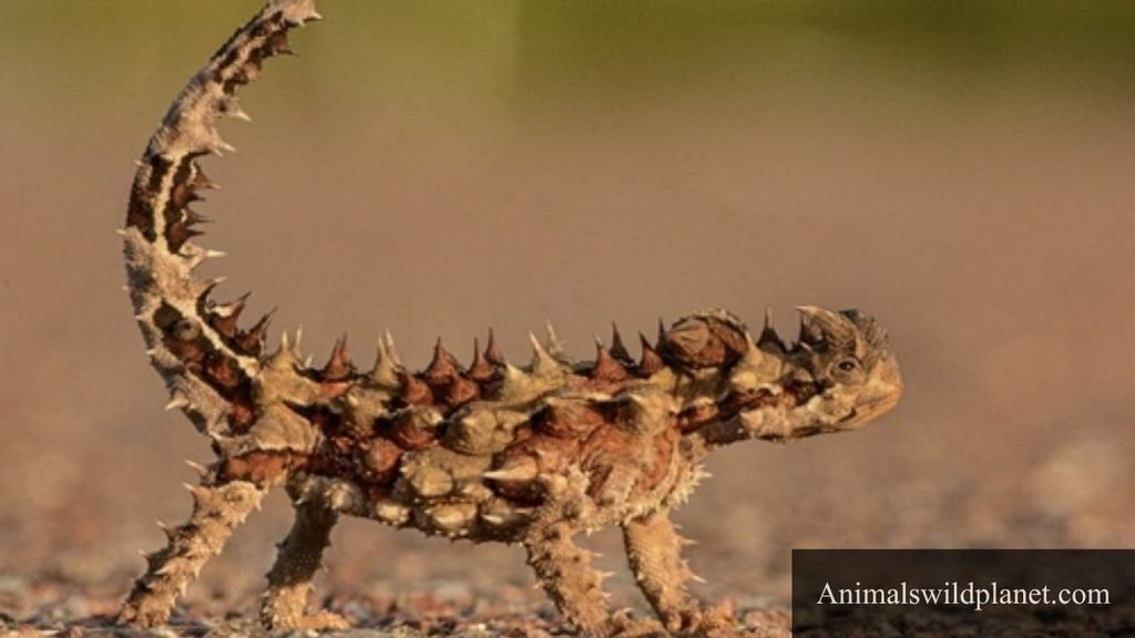 prickly animals