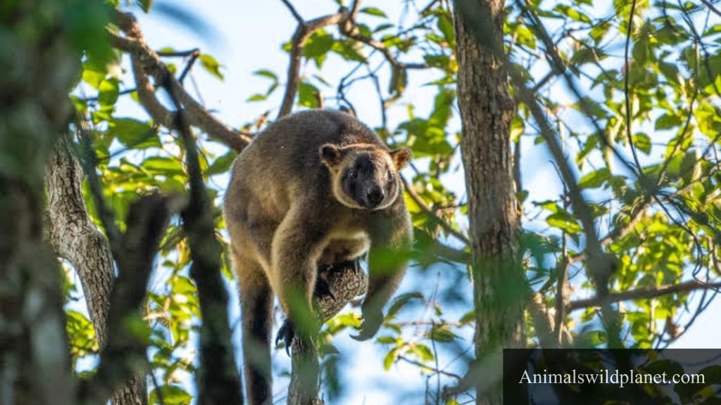 animal with long tail
