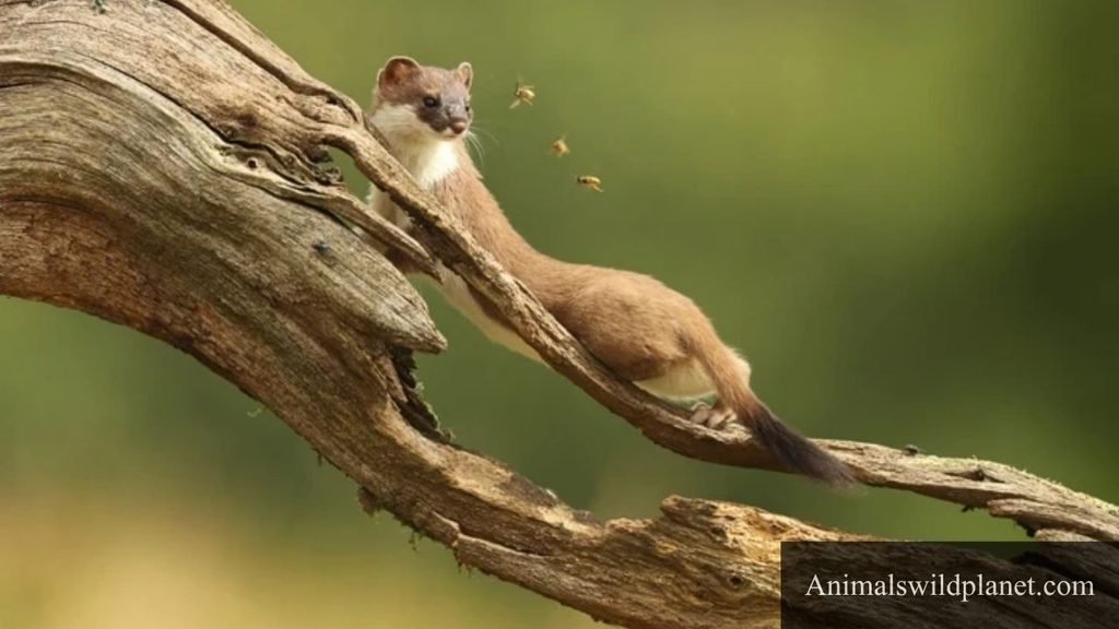 small fox like animal