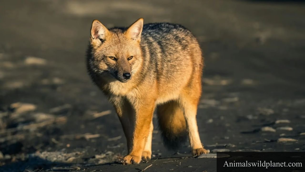 animals like foxes